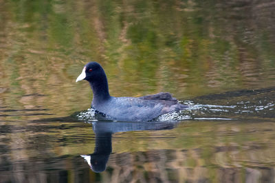 Bird in water