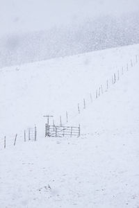 Birds on snow