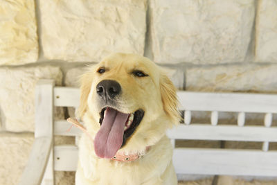 Dog looking at camera