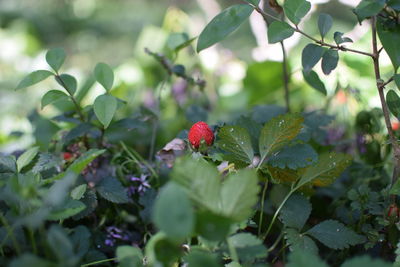 Close-up of red flowers on branch