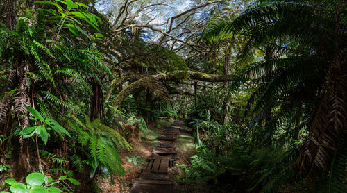 Trees in forest