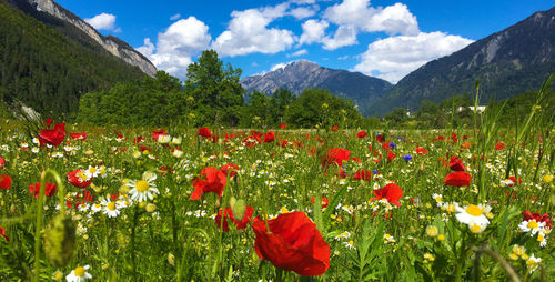 Red poppy flowers in field
