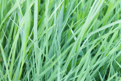 Dense grass in the foreground