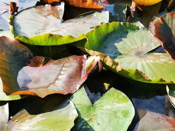 High angle view of leaves on plant