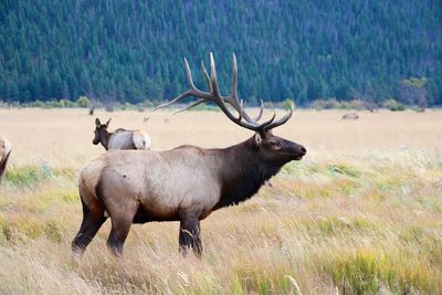 Elks on grassy field at rocky mountain national park