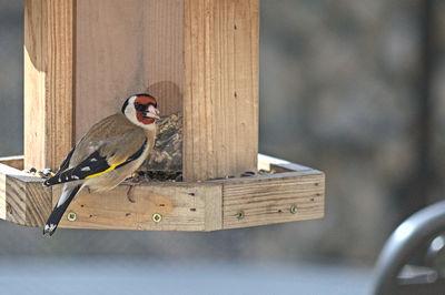 Close-up of bird perching on wood