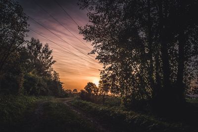 Silhouette of trees at sunset