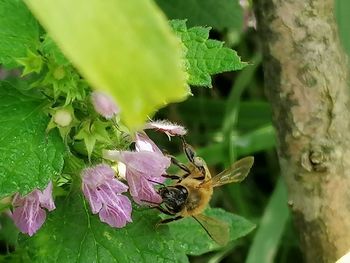 Close-up of bee pollinating on flower