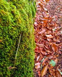 High angle view of leaves on land during autumn