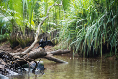 Double-crested cormorant bird spreading and drying wings on tree trunk at little amazon canal 