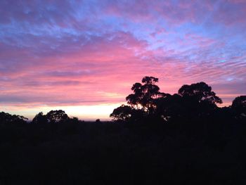 Silhouette of trees at sunset