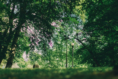 Scenic view of flowering trees in forest