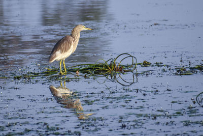 Bird perching on a lake