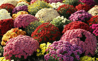 Close-up of bouquet