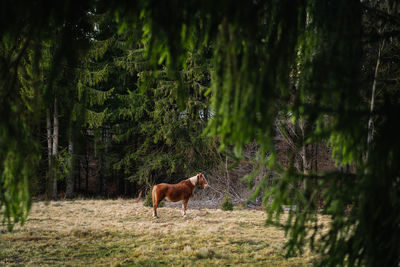 Horse standing in a forest