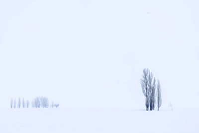 Tree on field against clear sky during winter