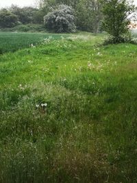 Scenic view of grassy field
