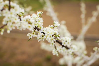 Close-up of white flowering plant