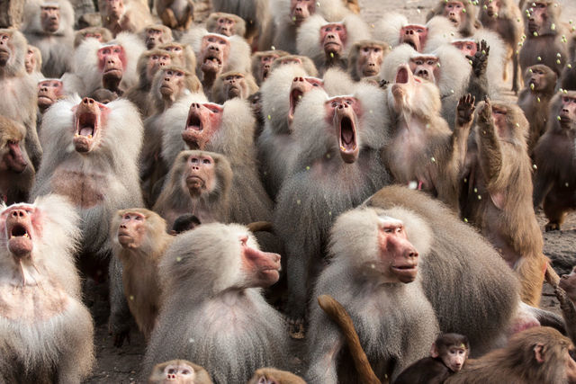 Herd of monkeys | ID: 97165485