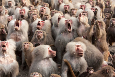 Herd of monkeys
