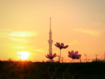 Close-up of orange flowers blooming on field against sky during sunset