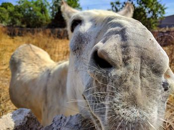 Close-up of horse on field