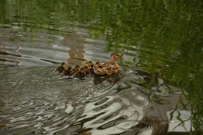 Duck swimming in a lake