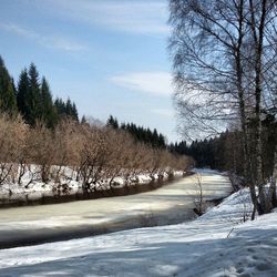 Bare trees on snow covered landscape