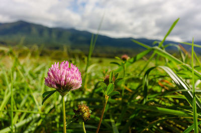 Close-up of pink flower blooming on field