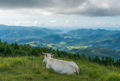 View of a field with mountain in background