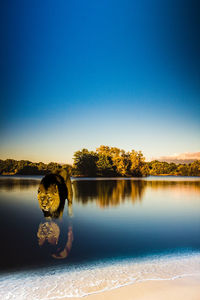 Reflection of trees in lake against clear blue sky