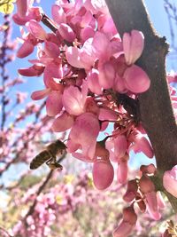 Pink cherry blossoms in spring