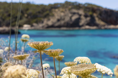 Close-up of flowering plant against sea