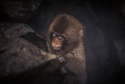 High angle view of monkey at night
