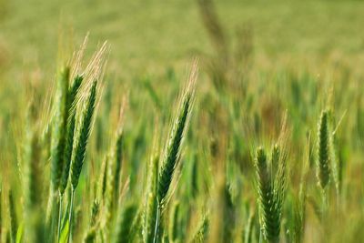 Close-up of wheat growing on field