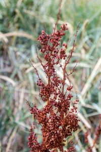 Close-up of red flower