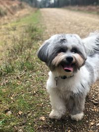 Portrait of dog sticking out tongue on land