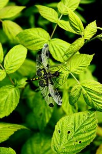 High angle view of dragonfly on plant