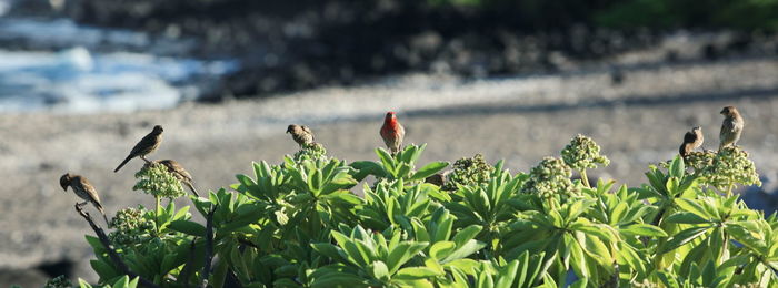 Bird perching on plant