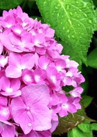 Close-up of pink flowers blooming outdoors