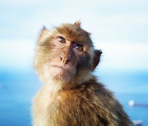 Monkey looking away against sky