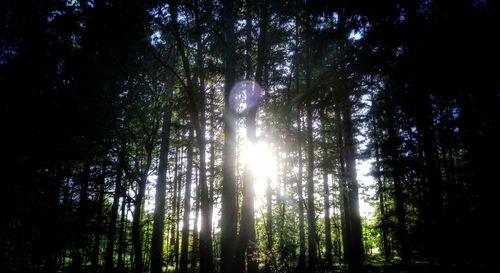 Low angle view of trees in forest