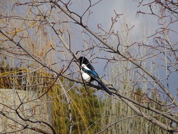 Low angle view of bird perching on branch