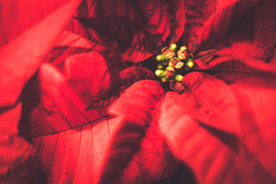 Close-up of red flowers