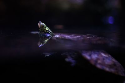 Close-up of damselfly on water