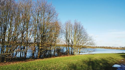 Trees on field against clear sky