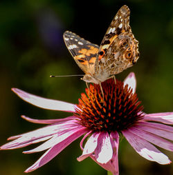 Close-up of butterfly pollinating flower