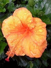 Close-up of water drops on yellow flower