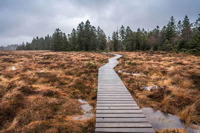 Boardwalk leading towards trees against sky