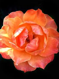 Close-up of rose blooming against black background